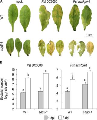 Arabidopsis SDG8 Potentiates the Sustainable Transcriptional Induction of the Pathogenesis-Related Genes PR1 and PR2 During Plant Defense Response